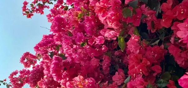 廣州的浪漫，鮮花占一半！三角梅盛花期到了→