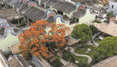 “鳳凰”古祠相映“紅”