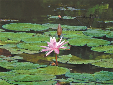 來蓮花山看好運“蓮蓮”