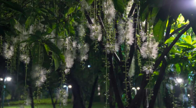 玉蕊花盛開，來這兒邂逅仲夏月夜綻放的精靈