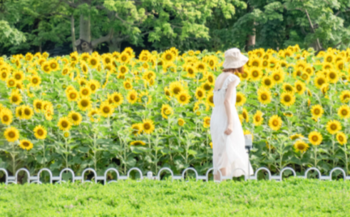 廣州塔下向日葵“花海”回歸！朵朵“爆”開，面積超大！
