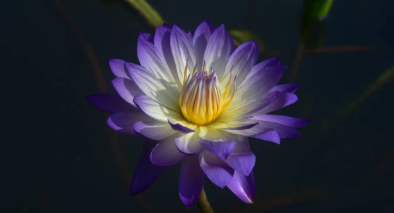 夏末秋初，有一類睡蓮正悄悄迎來盛花期！