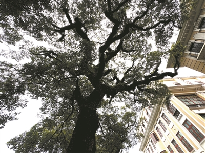 古樟與古建筑相映生輝