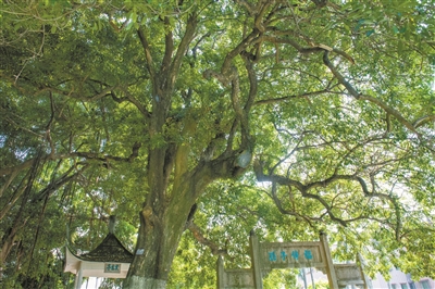 古樹古村 福傳子孫