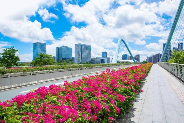 攝于:蕉門河雙橋 攝于:蕉門河雙橋