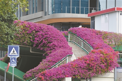 盛放三角梅開的不是花？用鮮艷苞片“招蜂引蝶”