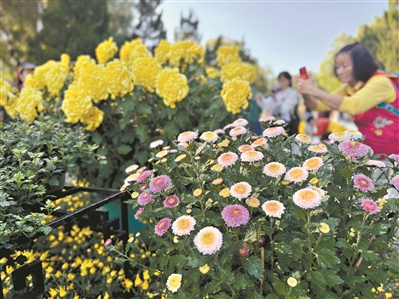 第十屆黃花文化節開幕  快來看300多種品種菊