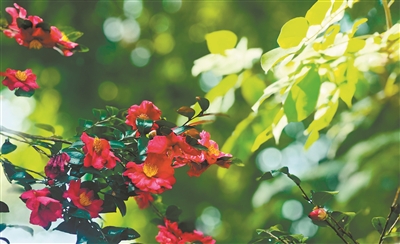 來華南國家植物園賞“花中珍品”