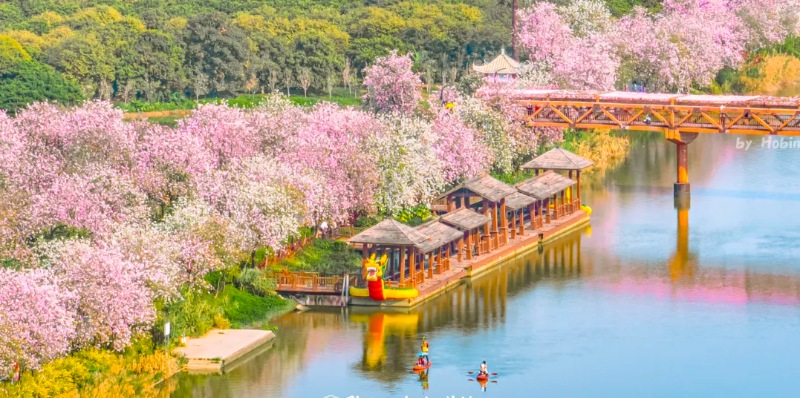 立春賞花！廣州五大迎春花海，邀你共赴詩意春天！