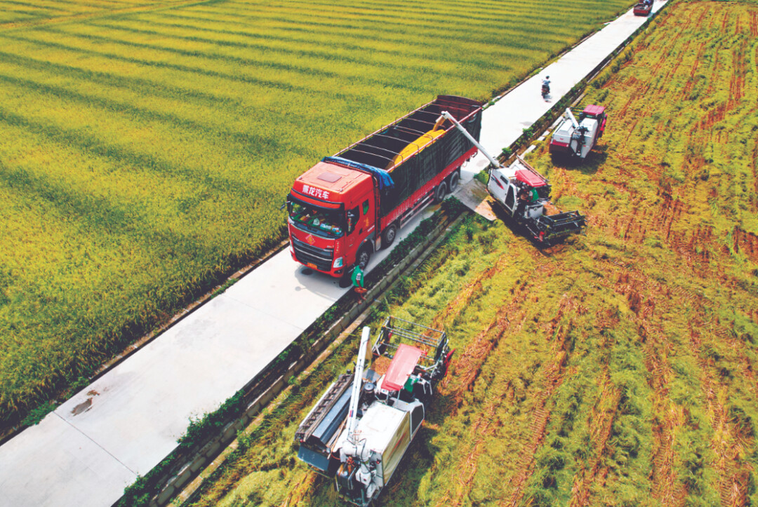 穩(wěn)面積提單產(chǎn) 培良種種好糧