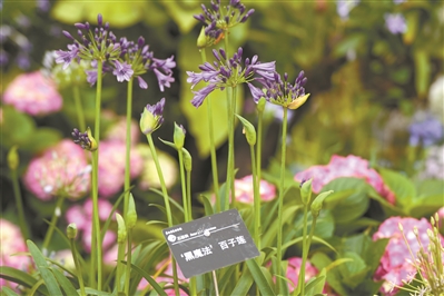 近400種球根花卉在華南國家植物園綻放