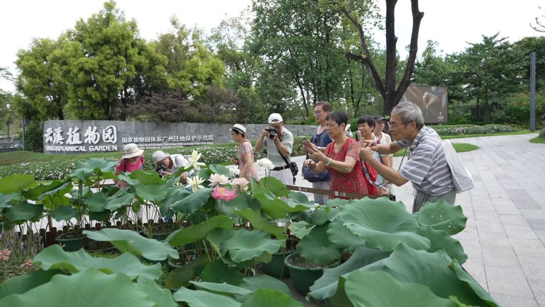 150種荷花“上岸”！廣州云溪植物園“荷”你相約