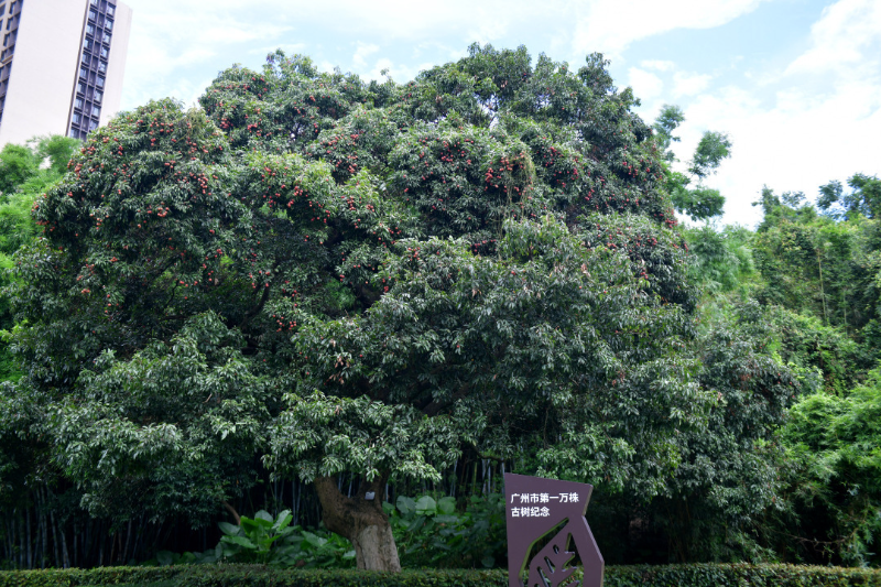 古荔真給“荔”！廣州最古老荔枝樹和第一萬株古樹均碩果滿枝