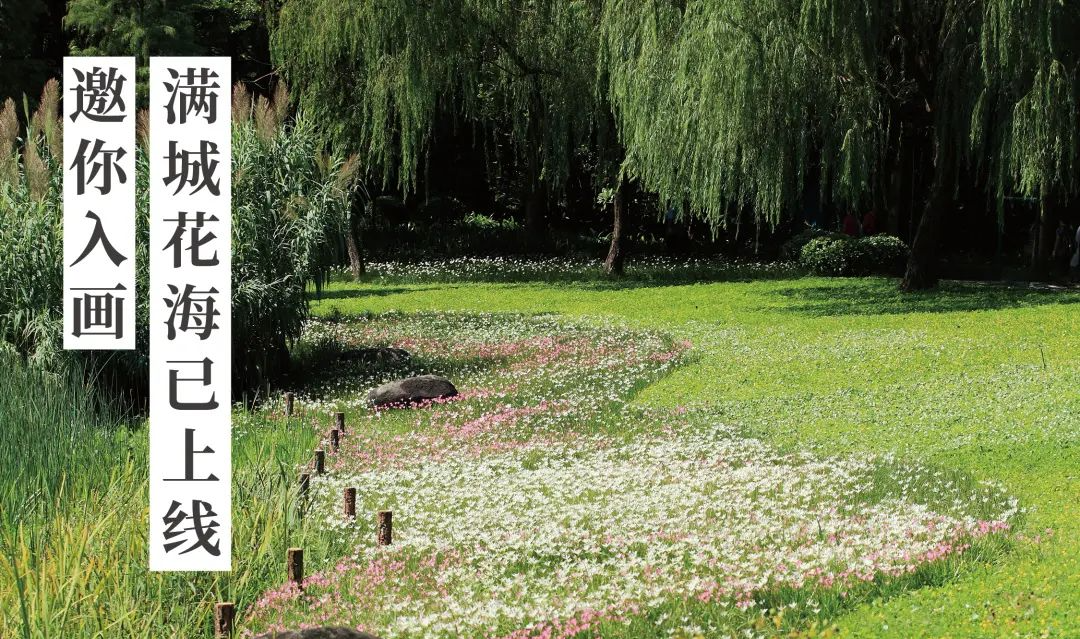 倒計時100天！花城全城花海已上線