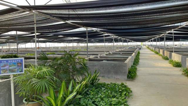 青青自然公司養(yǎng)殖基地。 青青自然公司養(yǎng)殖基地。
