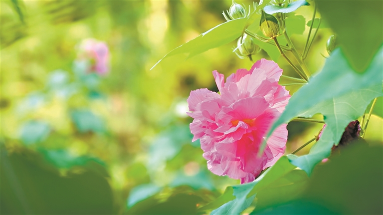 木芙蓉花“一日三變”，美！